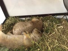 -有猫主题·治愈系猫咖(曾厝垵店)