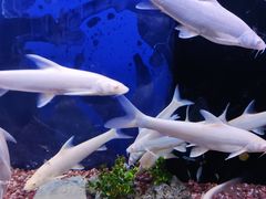 -沙沙哗啦海洋馆(华宇百花谷店)