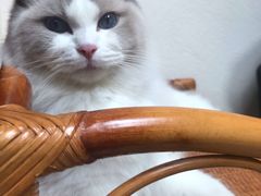 -momokira米努特·德文卷毛猫·棉花面纱犬