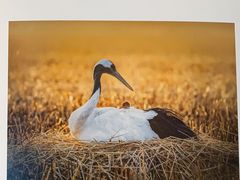 -盐城丹顶鹤湿地生态旅游区