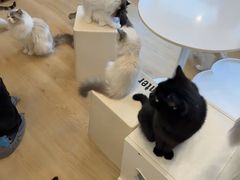 -有喵·猫咖·狗咖·30几只猫10只小狗(岗厦店)
