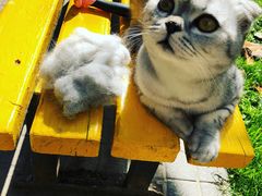-芭比堂动物医院·犬猫全科·异宠专科(雁塔分院)