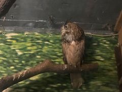 -上海大自然野生昆虫馆(东方明珠·爬宠昆虫探索中心)