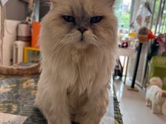 -平行世界·猫咖(首经贸店)