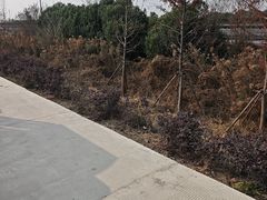 -杭州湾海上花田景区