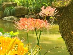 -杭州植物园