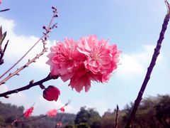 -南国桃园旅游度假区