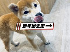 -柴迷FANS CLUB·柴犬狗咖·猫咖