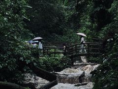 -莫里热带雨林景区