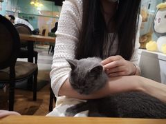 -猫小院猫主题餐厅(三里屯店)