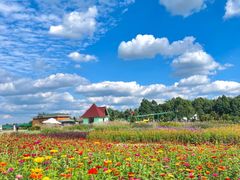 -空港花田景区