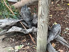 -费瑟代尔野生动物园