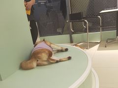 -怪兽屋·羊驼·猫咖·狗咖(俊华广场店)