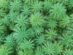 -南山植物园