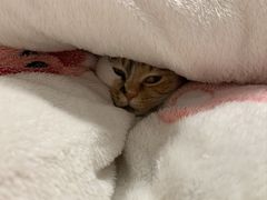 -卡佩罗意大利餐厅及酒吧Al Cappello Trattoria