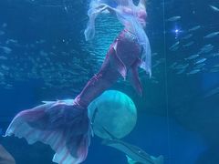 -海合安成都极地海洋公园