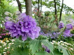 -上海共青森林公园