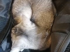 -平行世界·猫咖(首经贸店)