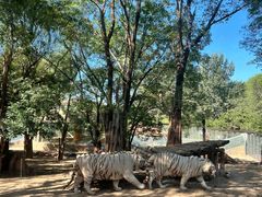 -北京野生动物园