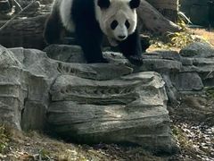 -武汉动物园