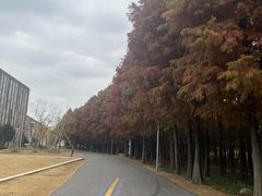 -上海长兴岛郊野公园