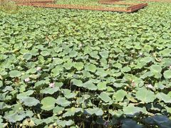 -洪湖生态旅游区