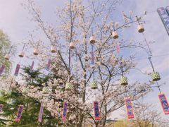 -顾村公园