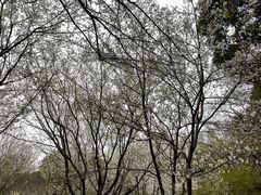 -苏州上方山国家森林公园