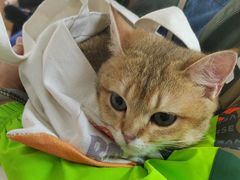 -美联众合动物医院·24h京西诊疗中心