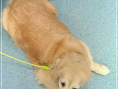 -北京赛佳动物医院