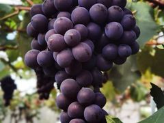 -青岛鑫江温德姆酒店