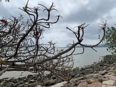 -深圳湾公园(南山区)