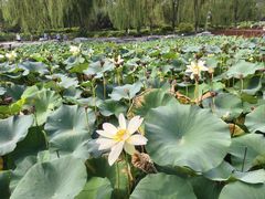 -莲花池公园