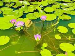 -国家植物园南园