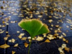 -百林公园-两江幸福广场