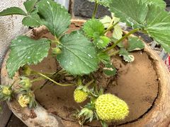 -花鸟鱼虫鲜花绿植市场(玉泉路店)