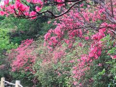 -木兰云雾山