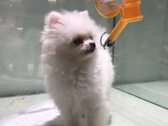 -momokira米努特·德文卷毛猫·棉花面纱犬