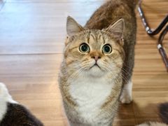 -喵小馆·猫咖狗咖猪咖·饮品店