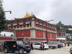 -塔尔寺菩提树