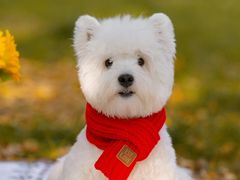 -萌宠之家·腊肠犬·马尔泰·小体犬舍