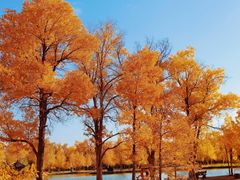 -金塔沙漠胡杨林景区