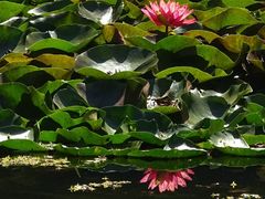 -国家植物园南园