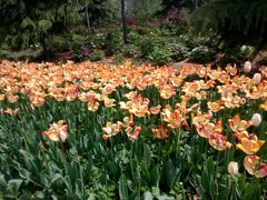 -洛阳郁金香牡丹园