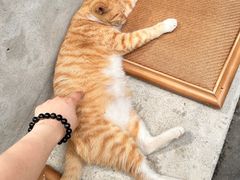-知亘茶食