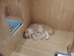 -屋虎猫馆(宝安大仟里店)