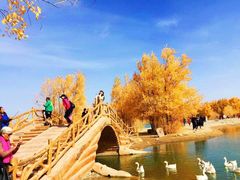 -金塔沙漠胡杨林景区