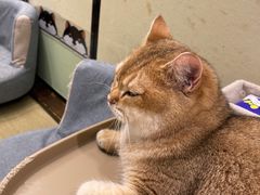 -逗柴咖啡屋·狗咖猫咖宠物桌游
