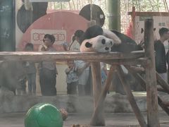 -栾川竹海野生动物园