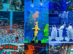 -海合安成都极地海洋公园
